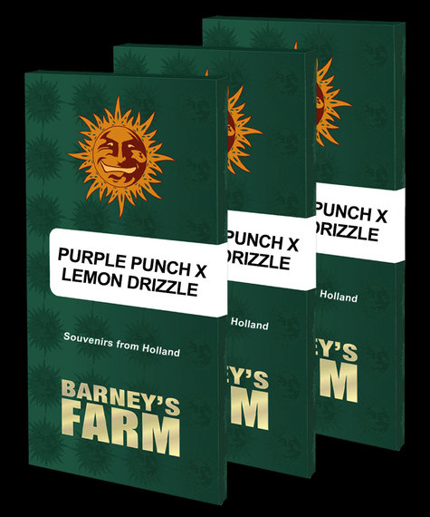 Purple Punch x Lemon Drizzle Main Image