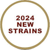 2024 NEW STRAINS (COMING SOON)