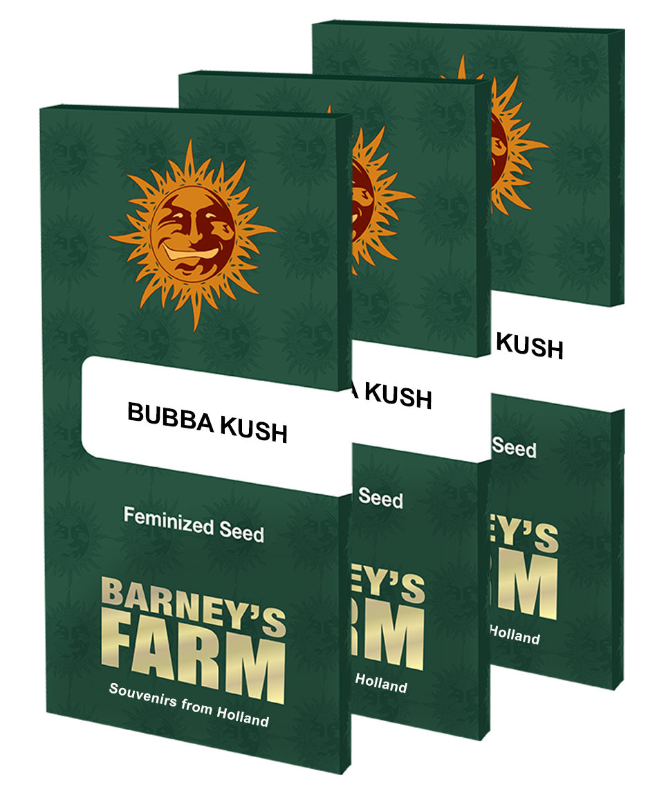 Bubba Kush Strain Seeds BARNEYS FARM USA