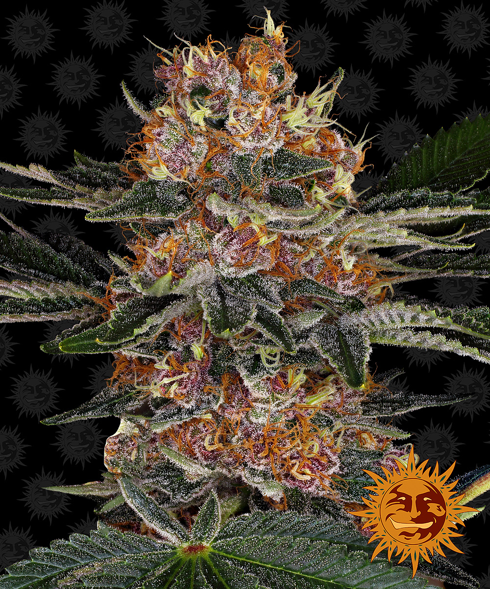 Wholesale Barney's Farm Seeds  Purple Punch Auto Seeds - 3 seeds