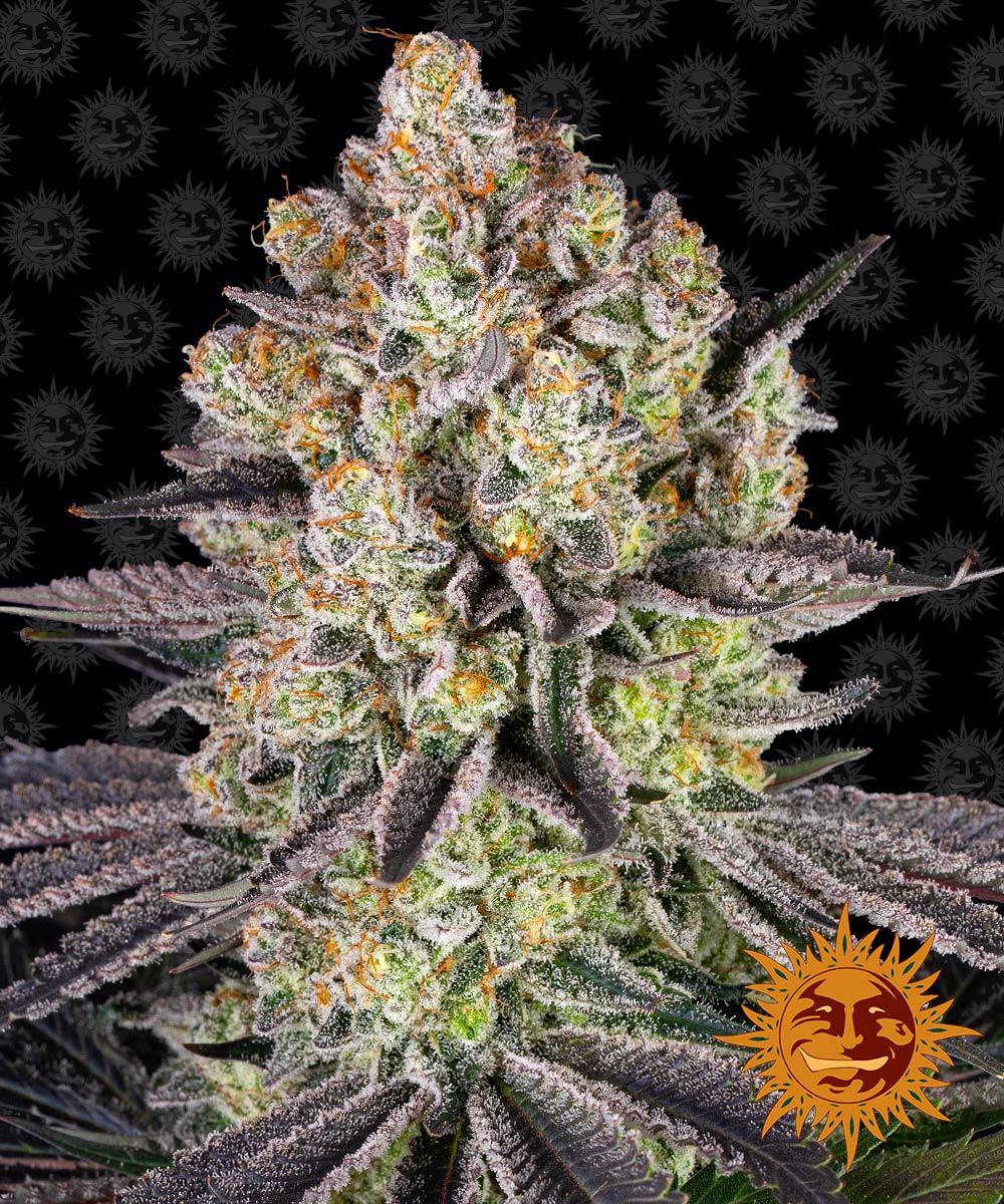 Runtz Strain Seeds BARNEYS FARM USA