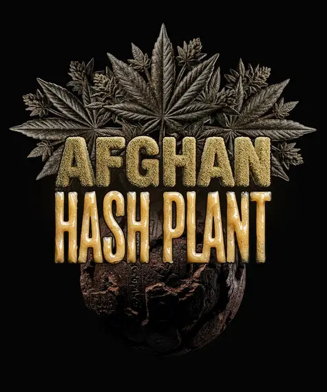Afghan Hash Plant Auto Strain