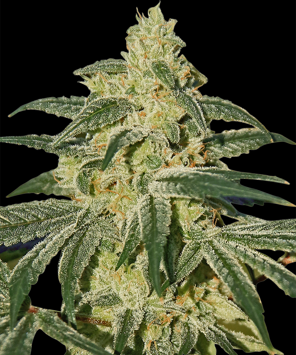 Afghan Hash Plant - Regular 2