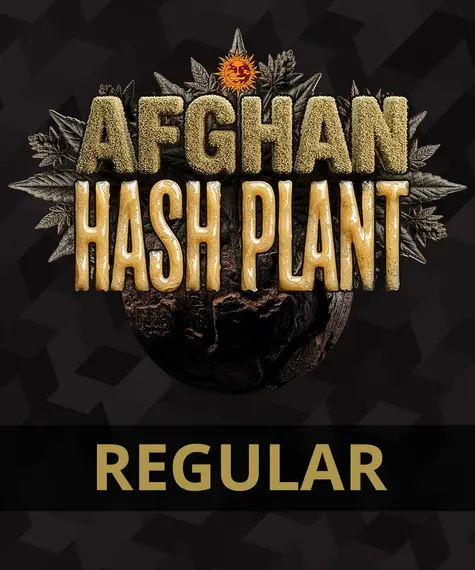 Afghan Hash Plant - Regular Strain