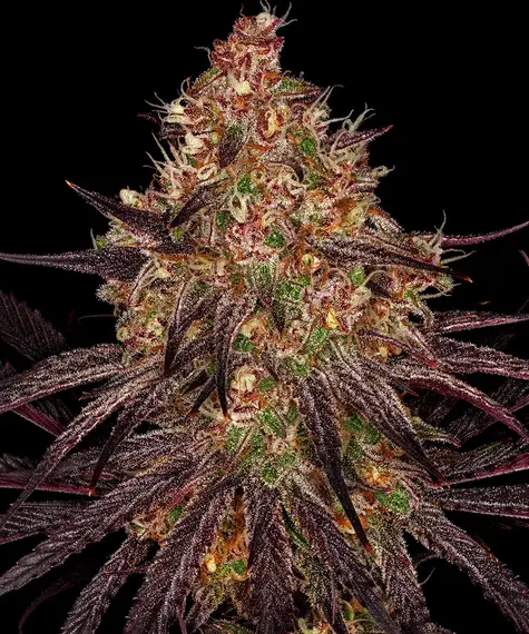 Ayahuasca Purple Strain