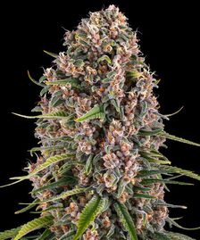 Blueberry Cheese