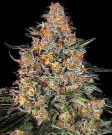 Bubba Kush Strain