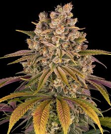 Lemon Tree Strain