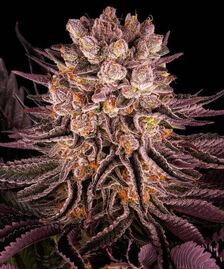 The best feminised cannabis seeds