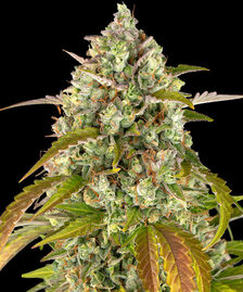 Buy American autoflowering feminized seeds in the Barcelona Seed Center  store