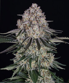 Sour Diesel Auto Strain