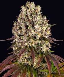 Sour Diesel Strain