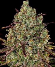 Tangerine Dream Strain