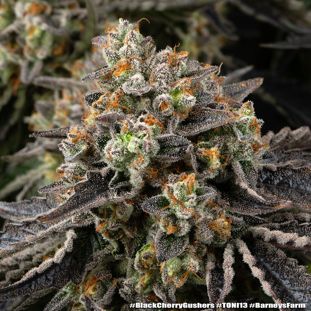 Black Cherry Gushers 11