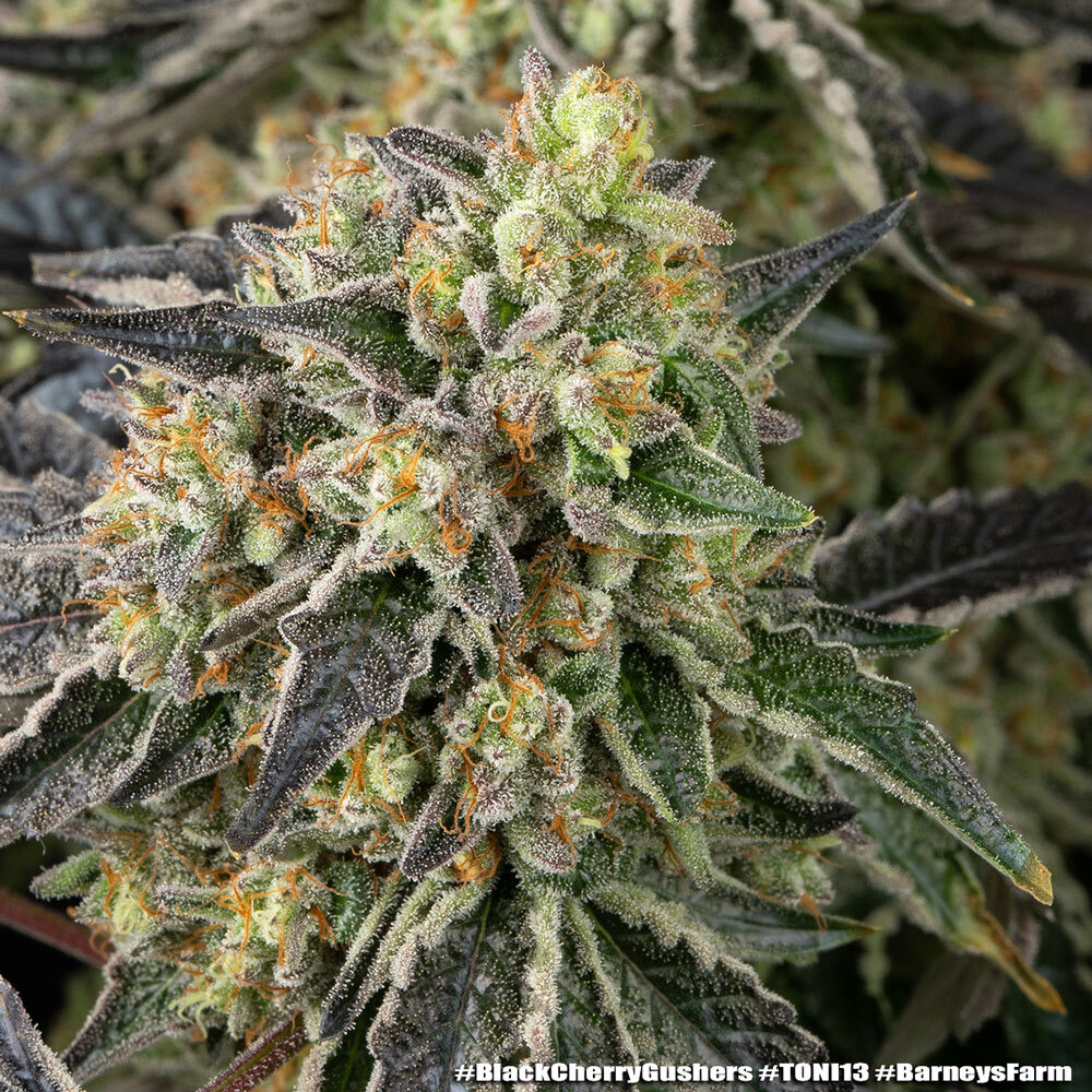 Black Cherry Gushers 15