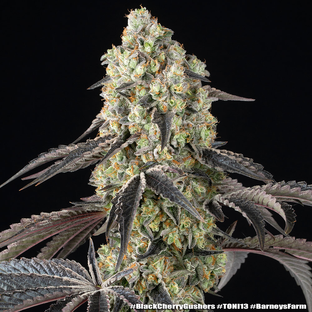 Black Cherry Gushers 16