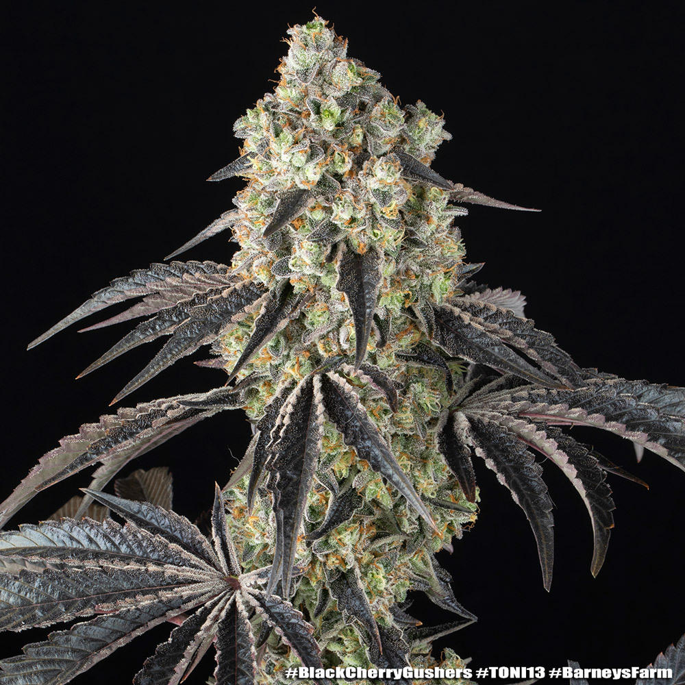 Black Cherry Gushers 18