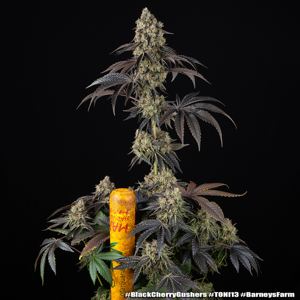 Black Cherry Gushers 1