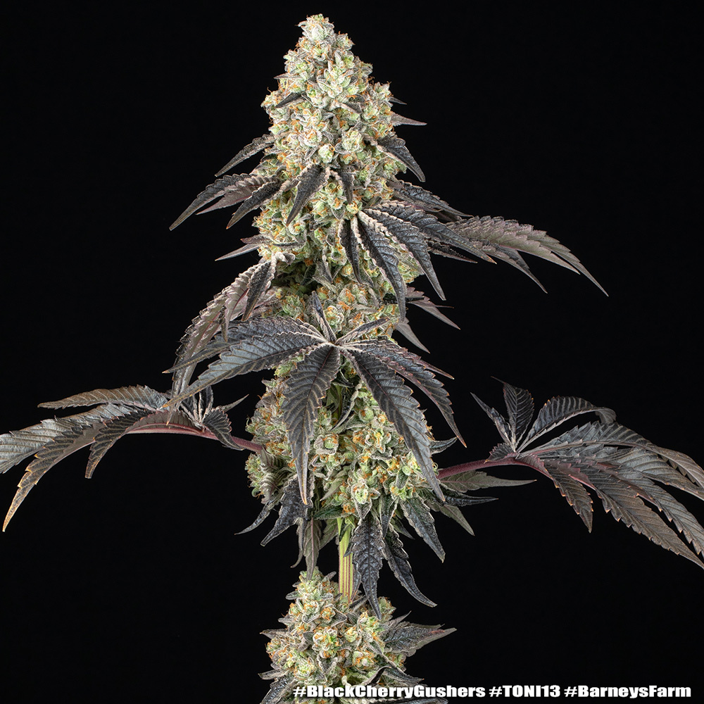 Black Cherry Gushers 20