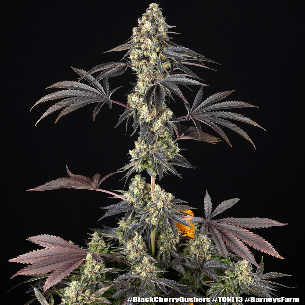 Black Cherry Gushers 2