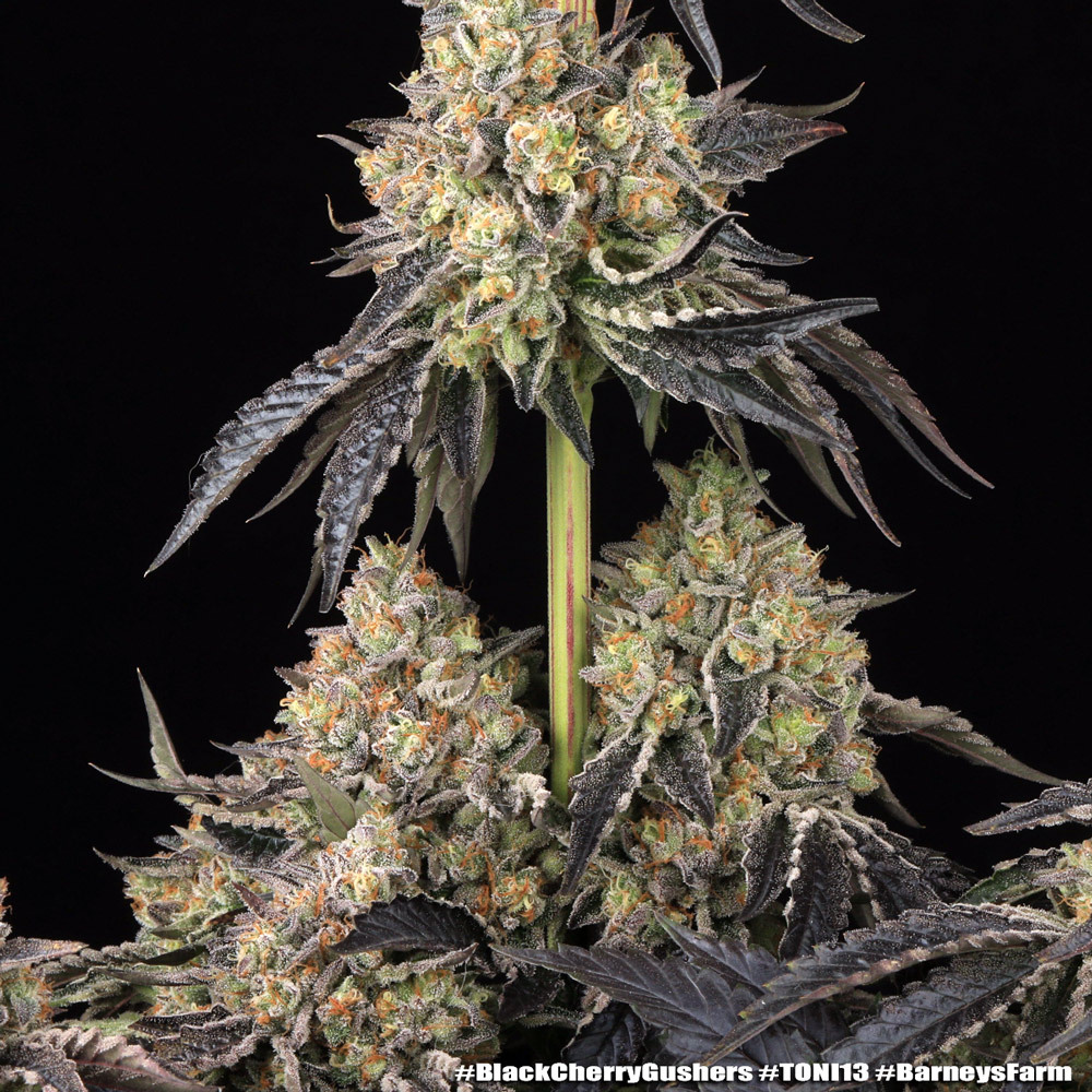 Black Cherry Gushers 5