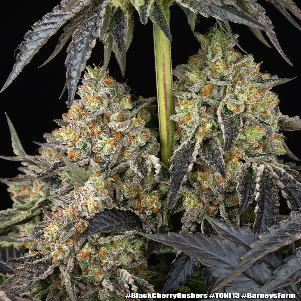 Black Cherry Gushers 9