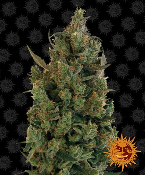 Blueberry Cheese Main Image