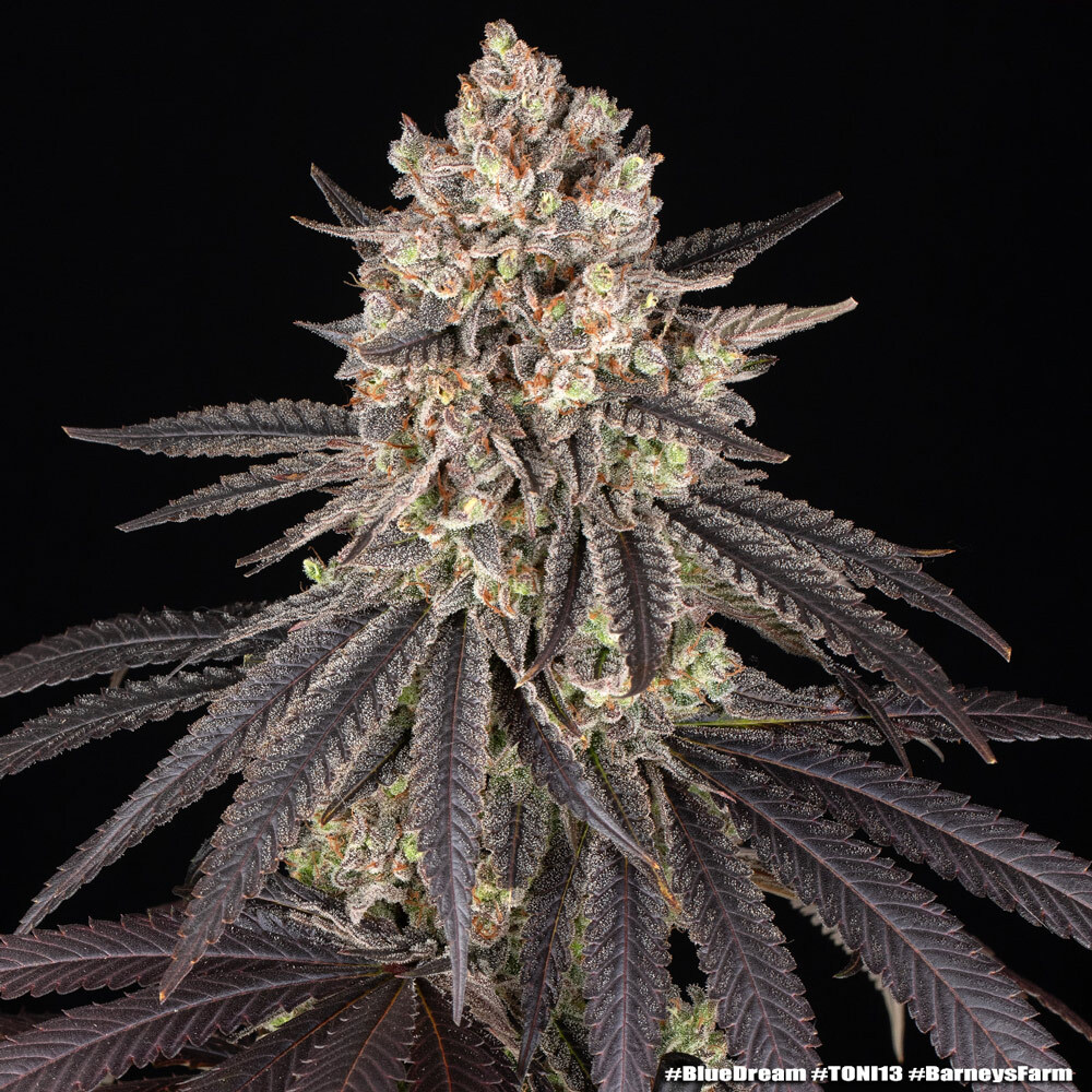 Blue Dream 12