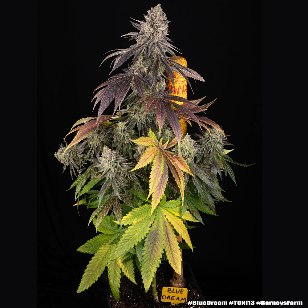 Blue Dream 13