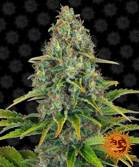 Blueberry Cheese Auto Main Image