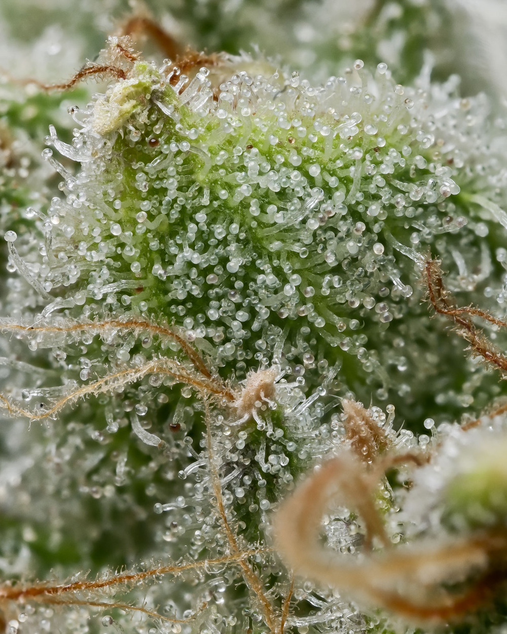 Bruce Banner Strain Seeds BARNEYS FARM USA