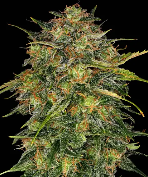 Cheese Strain