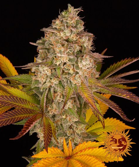 Cookies Kush Auto Main Image