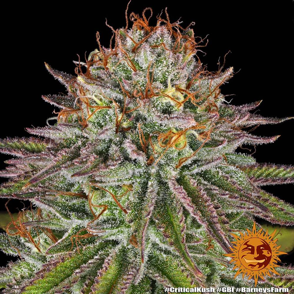 Critical Kush 12