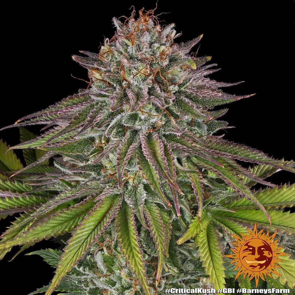 Critical Kush 13