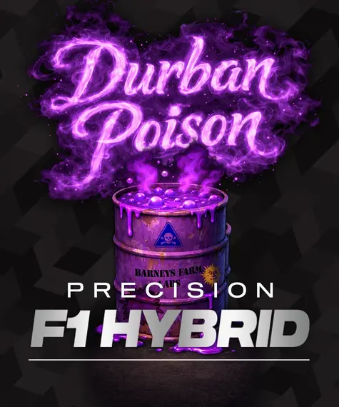 Durban Poison Strain