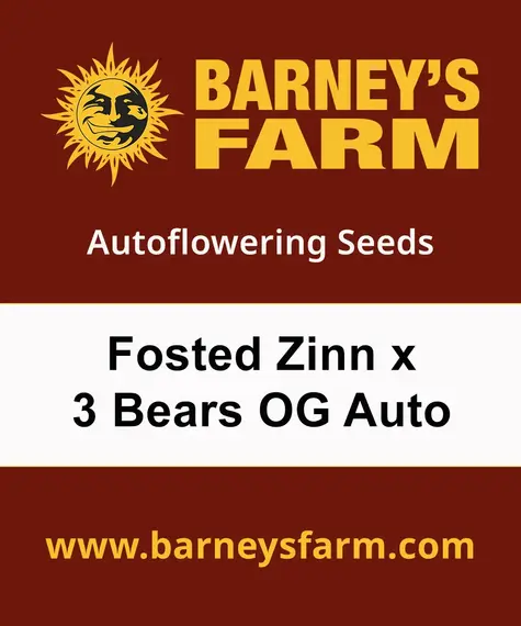 Frosted Zinn x 3 Bears OG Auto Strain