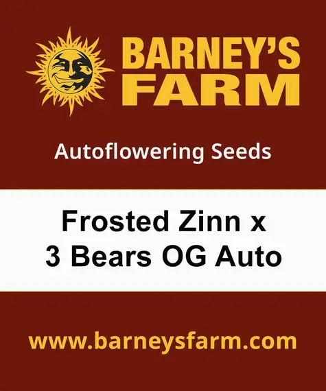 Frosted Zinn x 3 Bears OG Auto