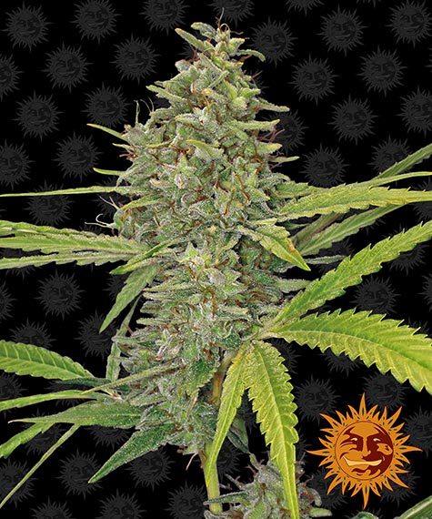 G13 Haze Main Image