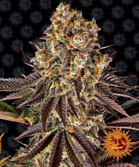 Gelato 45 Main Image