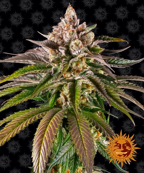 Kush Mintz Main Image