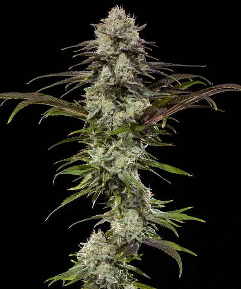 London Pound Cake Strain