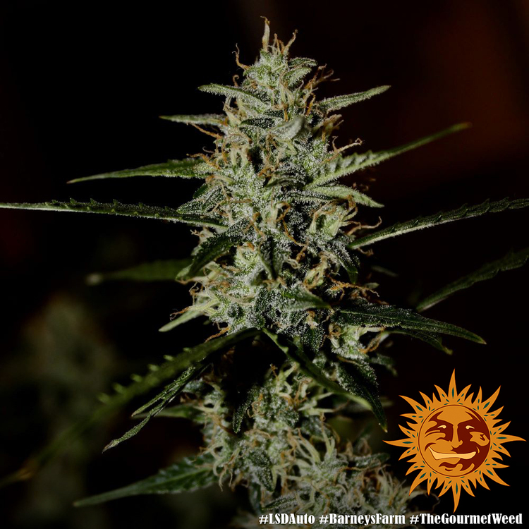 LSD Autoflower Cannabis samen - Pevgrow