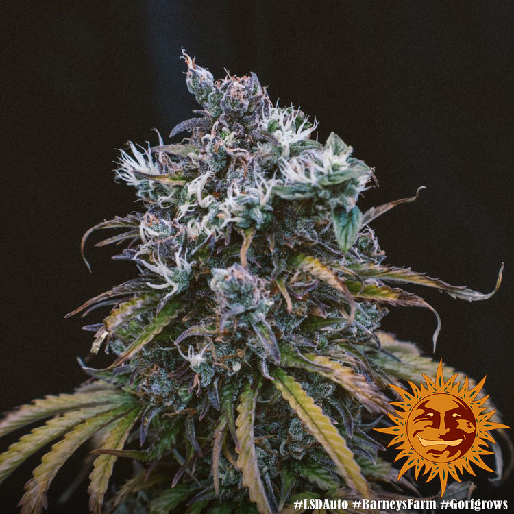 LSD Autoflower Cannabis samen - Pevgrow