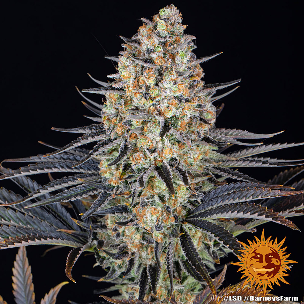 LSD Autoflower Cannabis samen - Pevgrow