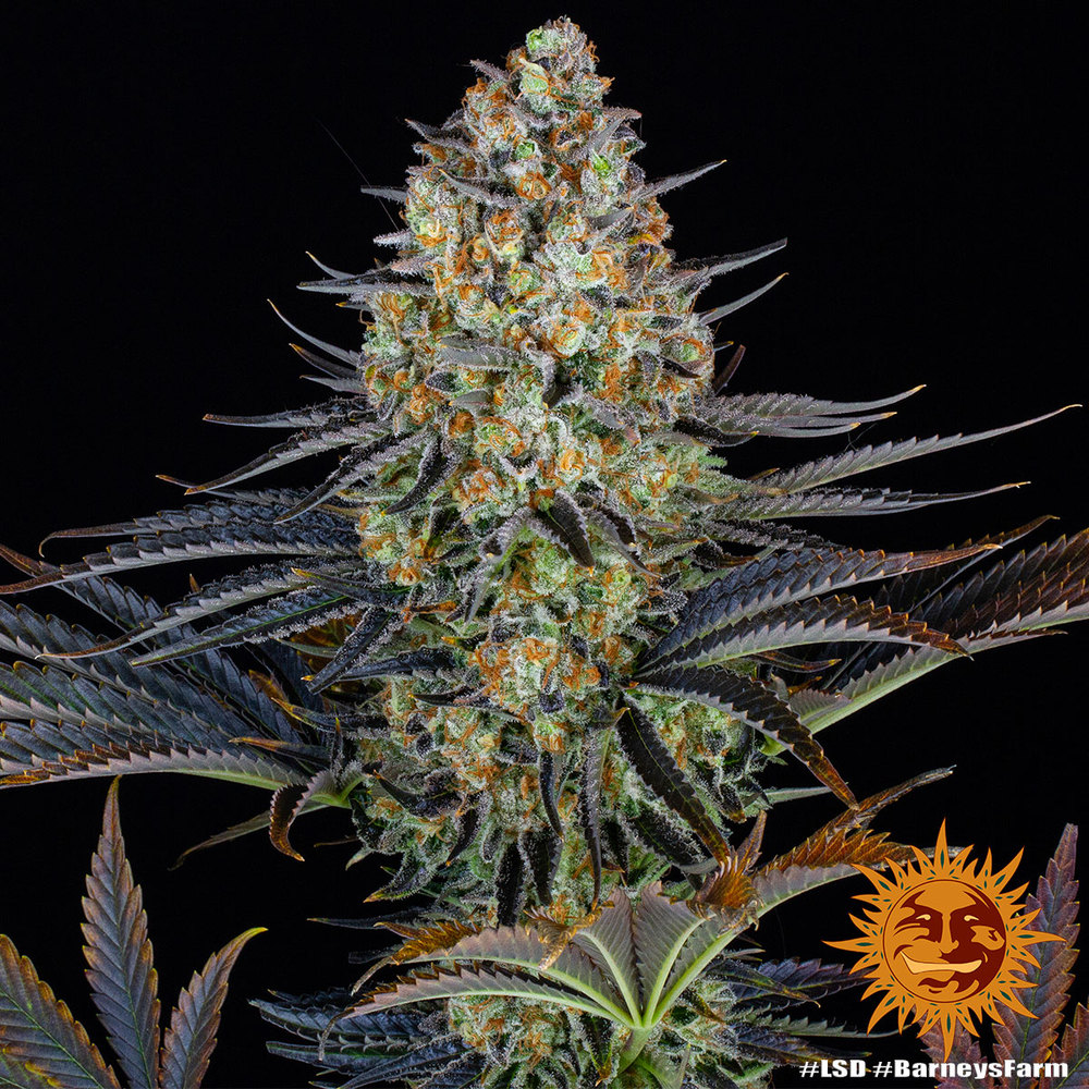 LSD Autoflower Cannabis samen - Pevgrow