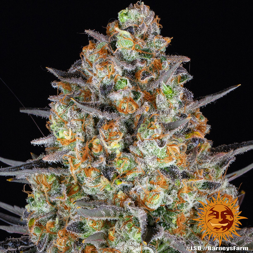 LSD Autoflower Cannabis samen - Pevgrow