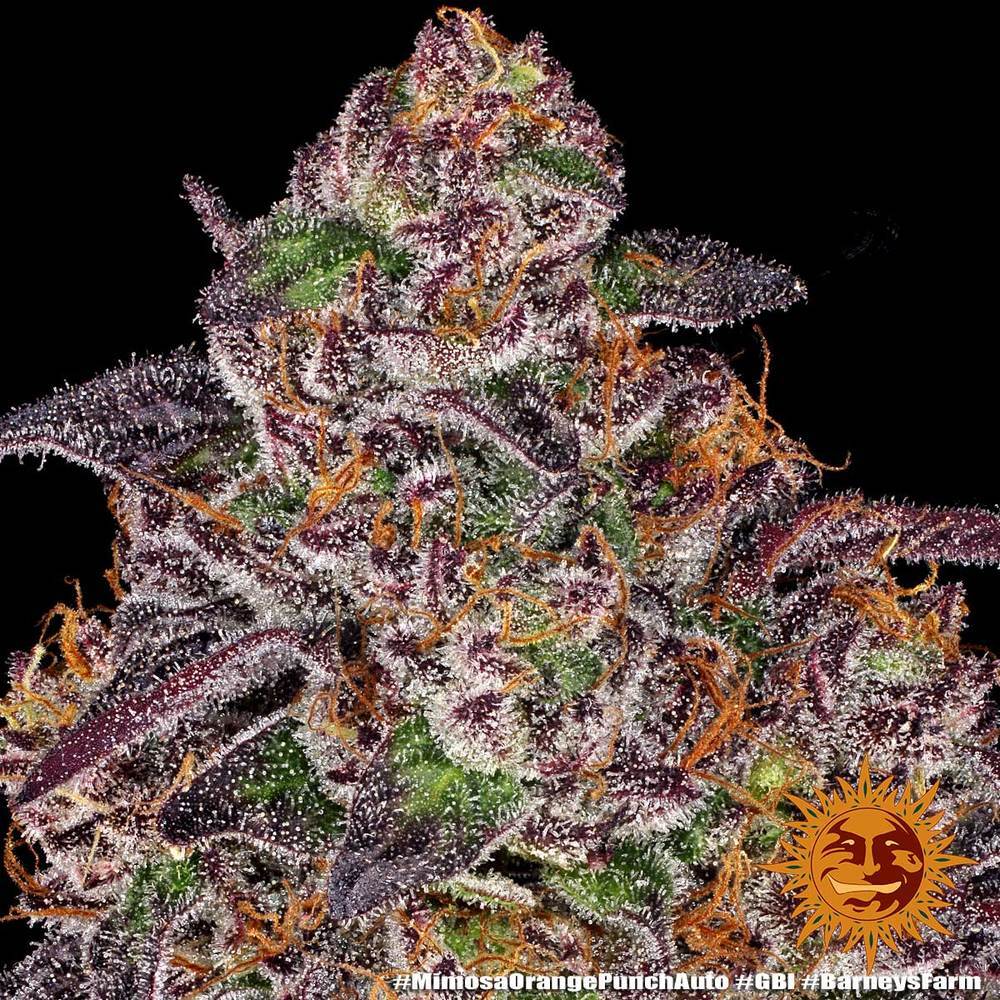 Mimosa x Orange Punch Auto 8