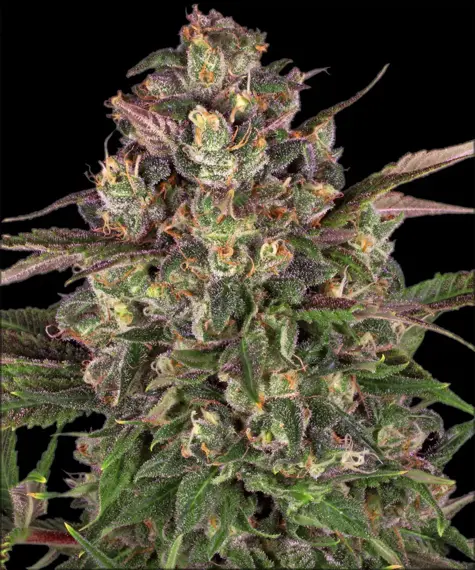 Peyote Critical