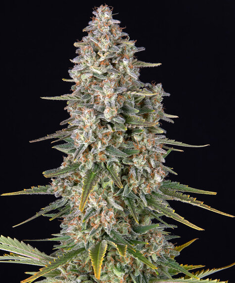 Pineapple Chunk Strain